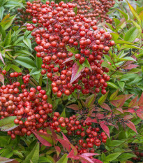 Nandina domáca - Bambus nebeský - Nandini domestica - semiačka - 3 ks