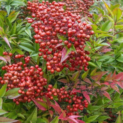 Nandina domáca - Bambus nebeský - Nandini domestica - semiačka - 3 ks