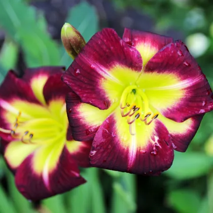 Ľaliovka Night Beacon - Hemerocallis - predaj cibuľovín - 1 ks