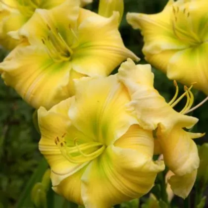 Ľaliovka Tequila and Lime - Hemerocallis - predaj cibuľovín - 1 ks