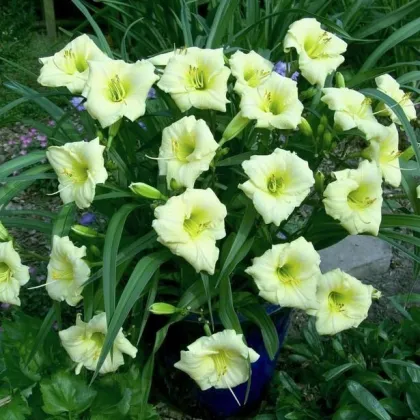 Ľaliovka Longsfield Pearl - Hemerocallis - predaj cibuľovín - 1 ks