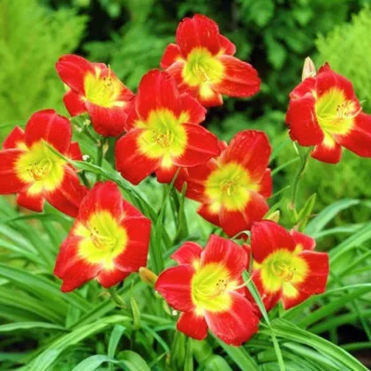 Ľaliovka Longsfield Red Baron - Hemerocallis - predaj cibuľovín - 1 ks