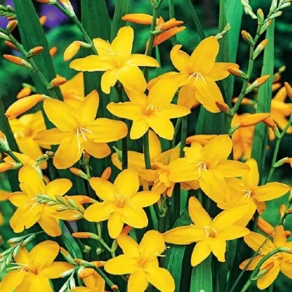 Montbrécia Sonate - Crocosmia - predaj cibuľovín - 4 ks