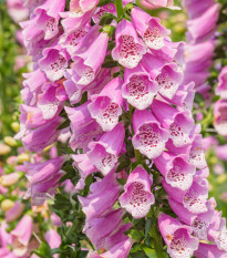 Náprstník vlnatý - Digitalis lanata - semiačka - 5 ks