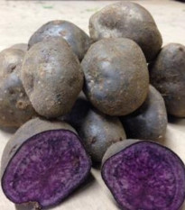 Sadbové zemiaky Blue Congo - Solanum tuberosum - predaj sadiva - 5 ks