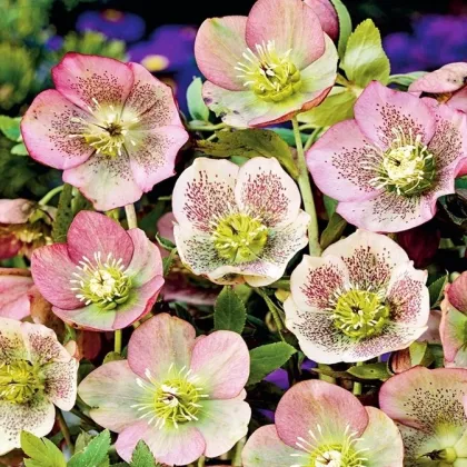 Čemerica východná - Helleborus orientalis - voľnokorenenné sadenice čemeríc - 1 ks