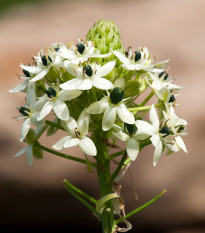 Bledavka Saundersov - Ornithogalum saundersiae - predaj cibuľovín - 1 ks