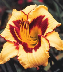 Ľaliovka Eye on America - Hemerocallis - predaj cibuľovín - 1 ks