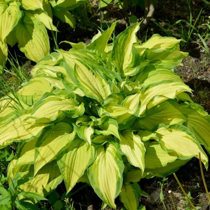 Funkia - Hosta Albopicta - predaj cibuľovín - 1 ks