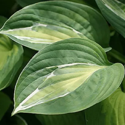 Funkia - Hosta Snake Eyes - predaj cibuľovín - 1 ks