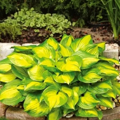 Funkia - Hosta Banana Bay - predaj cibuľovín - 1 ks