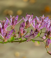 Ľaliovka srstnatá - Tricyrtis hirta - predaj jednoducho korenistých sadeníc - 1 ks