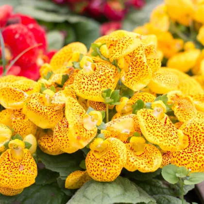 Papučka celolistá - Calceolaria Andina - semiačka - 5 ks