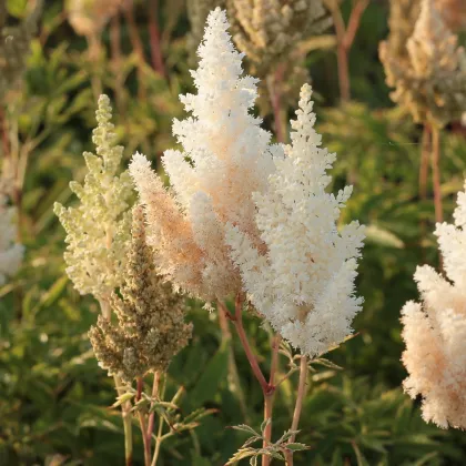 Čechrava Weissa Gloria - Astilbe arendsii - predaj cibuľovín - 1 ks