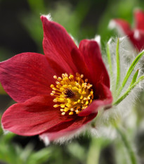 Poniklec červený - Pulsatilla - voľnokorenné sadenice poniklecov - 1 ks