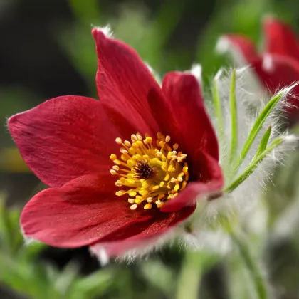 Poniklec červený - Pulsatilla - voľnokorenné sadenice poniklecov - 1 ks