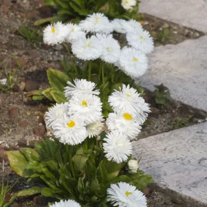 Sedmokráska obyčajná Habanera biela - Bellis perennis - predaj semien - 40 ks