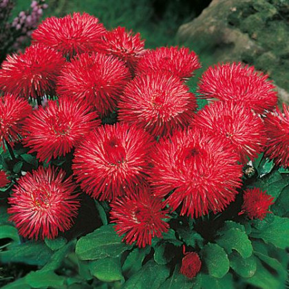 Sedmokráska obyčajná Habanera červená - Bellis perennis - predaj semien - 40 ks