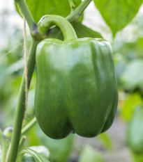 Paprika Beluga Green F1 - Capsicum annuum - predaj semien - 5 ks