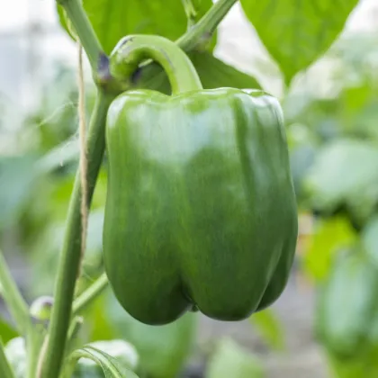 Paprika Beluga Green F1 - Capsicum annuum - predaj semien - 5 ks