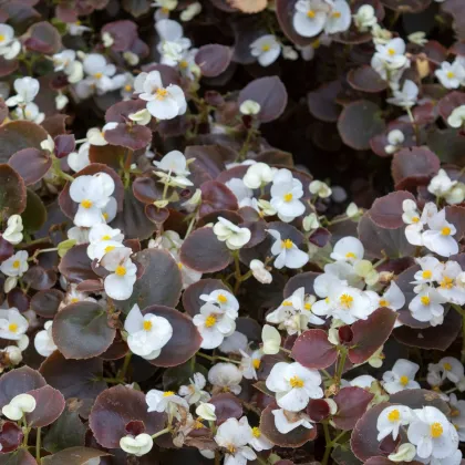 Begónia Marsala F1 White - Begonia semperflorens - predaj semien - 20 ks