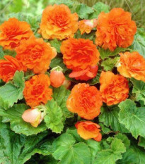 Begónie Nonstop F1 Orange - Begonia tuberhybrida - predaj semien - 20 ks