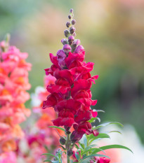 Papuľka väčšia Rocket F1 Red - Antirrhinum majus - predaj semien - 20 ks