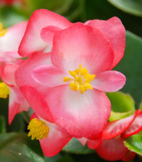 Begónia Superstar F1 Rose - Begonia semperflorens - predaj semien - 20 ks