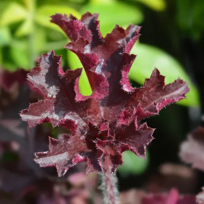 Heuchera Melting Fire - Heuchera - predaj semien - 15 ks