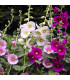 Topoľovka ružová zmes Simplex - Althaea rosea - predaj semien - 12 ks