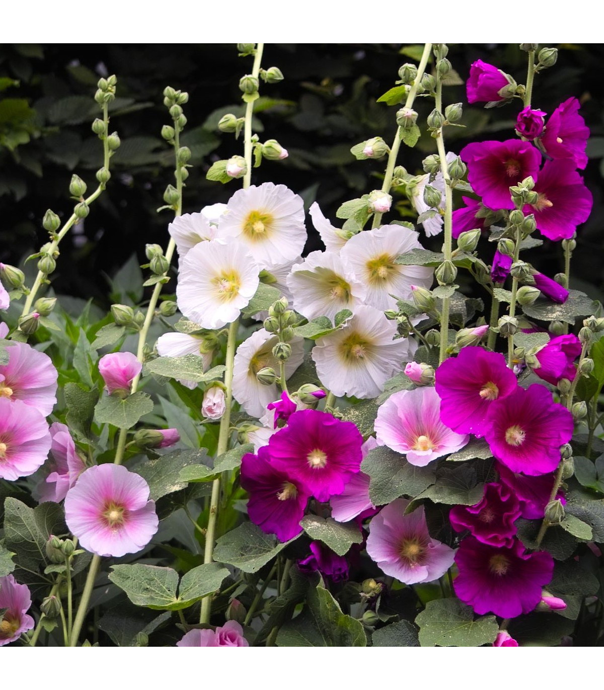 Topoľovka ružová zmes Simplex - Althaea rosea - semiačka - 12 ks