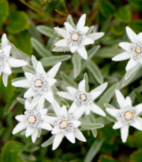 Plesnivec alpínsky - Leontopodium alpinum - semiačka - 15 ks