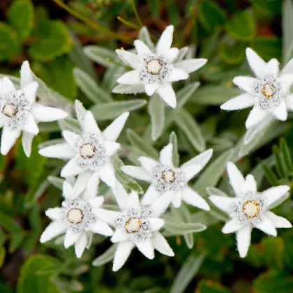 Plesnivec alpínsky - Leontopodium alpinum - semiačka - 15 ks