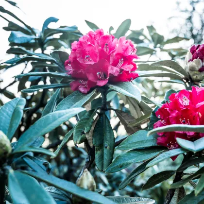 Rododendron - drieň - Rhododendron arboreum - semiačka - 50 ks