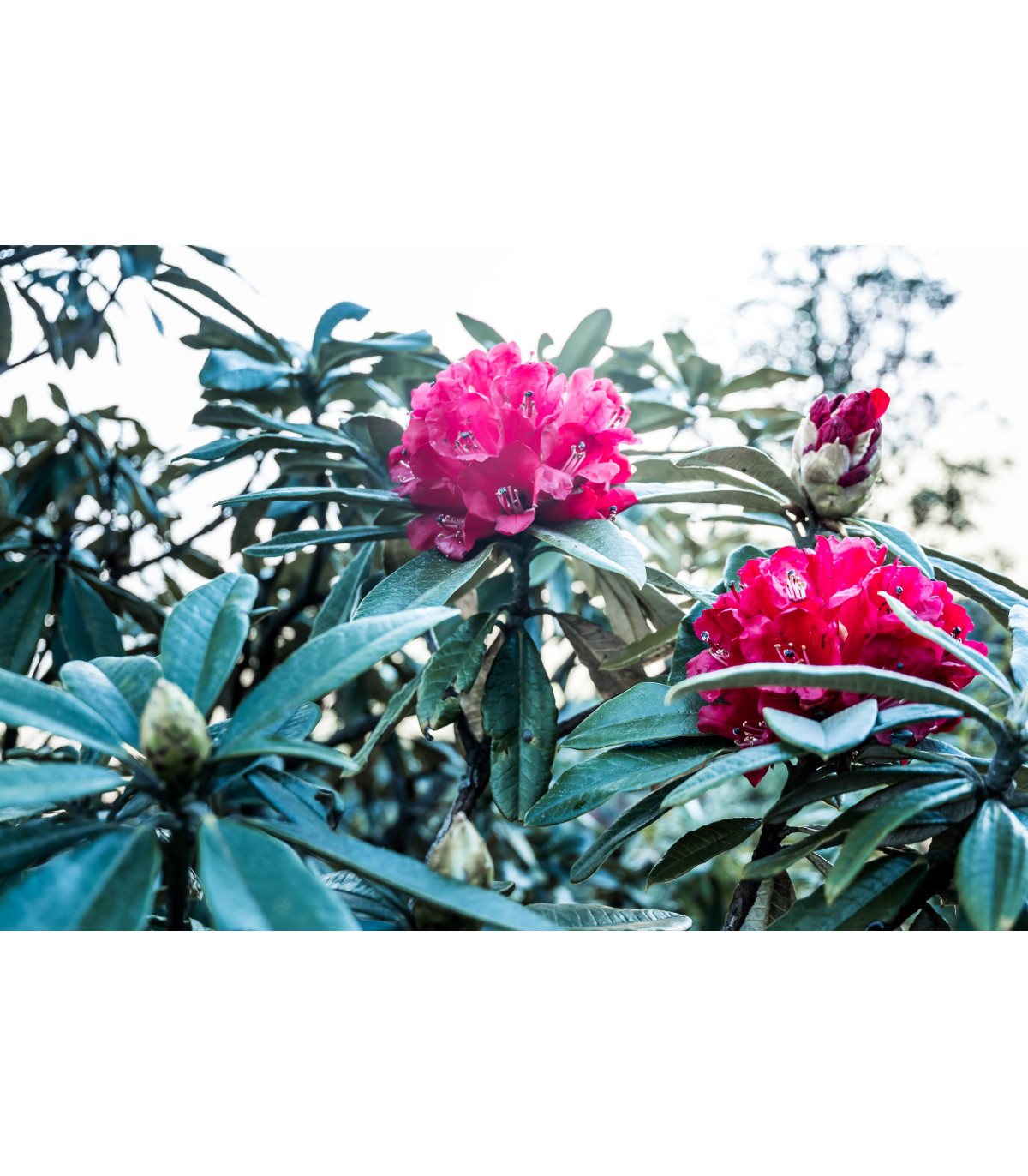 Rododendron - drieň - Rhododendron arboreum - semiačka - 50 ks