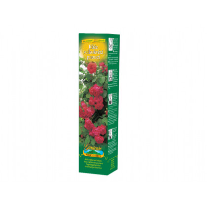 Ruža veľkokvetá popínavá červená - Rosa - voľnokorenné sadeničky ruží - 1 ks