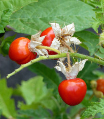 Paradajka Liči - Solanum sisymbriifolium -  Semená rajčiaka - 6 ks