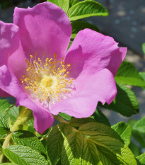 Ruža vráskavá - Rosa rugosa - semiačka - 5 ks