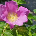 Ruža vráskavá - Rosa rugosa - semiačka - 5 ks