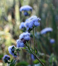 Agerát americký Blue - Ageratum houstonianum - predaj semien - 50 ks