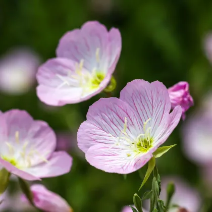 Pupalka ružová kobercová - Oenothera speciosa - predaj semien - 50 ks