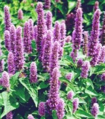 Agastache mexická Bavaria - Agastache mexicana - predaj semien - 30 ks