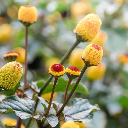 Plamatka kapustová Peek-A-Boo - Spilanthes oleracea - predaj semien - 10 ks