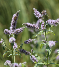 Mäta dlholistá Horse mint - Mentha longifolia - predaj semien - 0,1 g