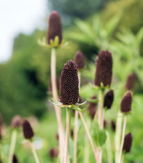 Echinacea západná - Rudbeckia occidentalis - predaj semien - 30 ks