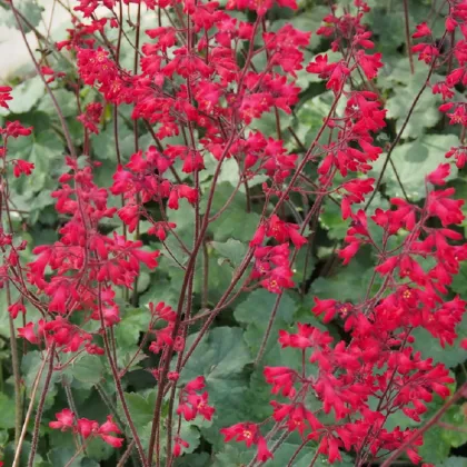 Heuchera Coral Forest - Heuchera - predaj semien - 20 ks