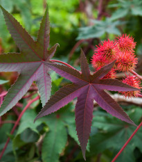 Ricín obyčajný červený- Ricinus communis gibsoni - semiačka - 3 ks