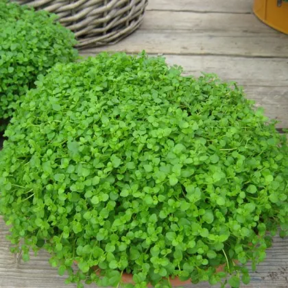 Mäta pieporná Mini Mint - Mentha piperita - predaj semien - 20 ks