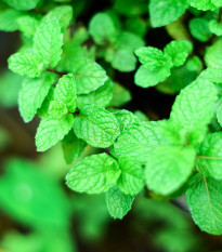 Mäta pieporná Mini Mint - Mentha piperita - predaj semien - 20 ks