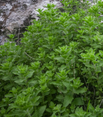 Grécke oregano Kreta - Origanum hirtum - predaj semien - 200 ks